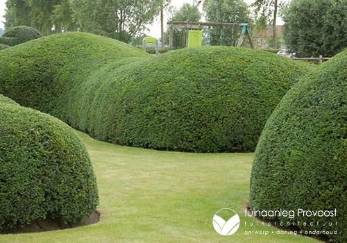 Perfect geschoren buxus